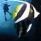 Bannerfish